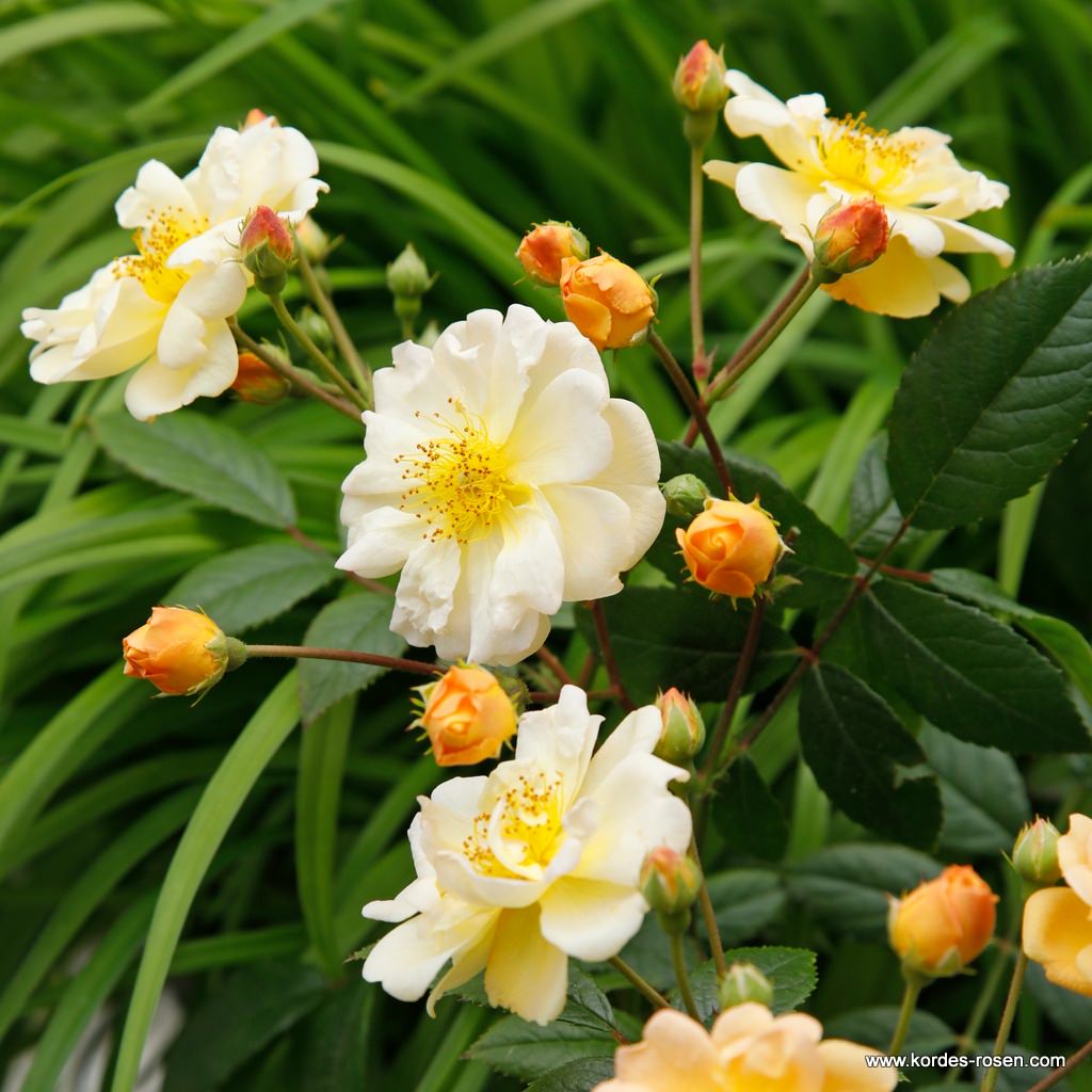 Роза плетистая Санни Силуэтта штамб 120